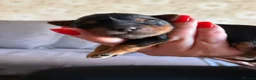Yorkshire Terrier dogs for sale: Yorkshire Terrier Puppies for Sale - Advert 9