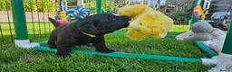 Double Doodle dogs for sale: F2 Miniature Australian Double Doodle  - Advert 3