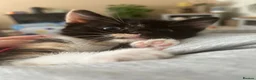 Domestic Shorthair cats for sale: Beautiful Bonded Kittens– Priced as Pairs Only 🐾  - Advert 10