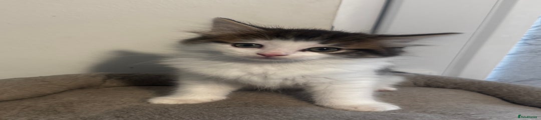 Ragdoll Kitten 5