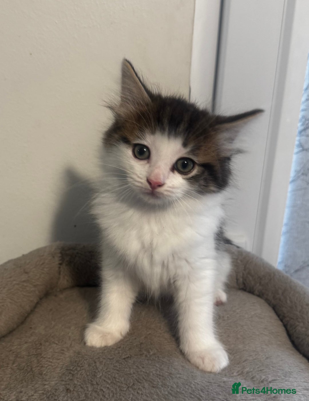 Ragdoll cats for sale: Beautiful Ragdoll Kittens  - Image 15