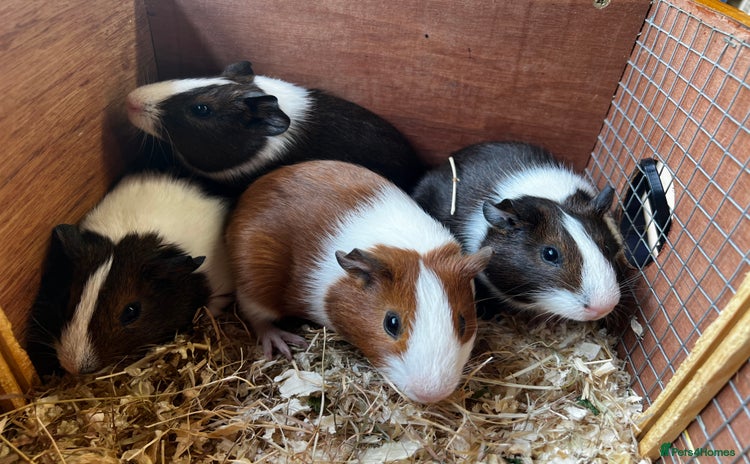 Guinea Pig rodents - Advert 3