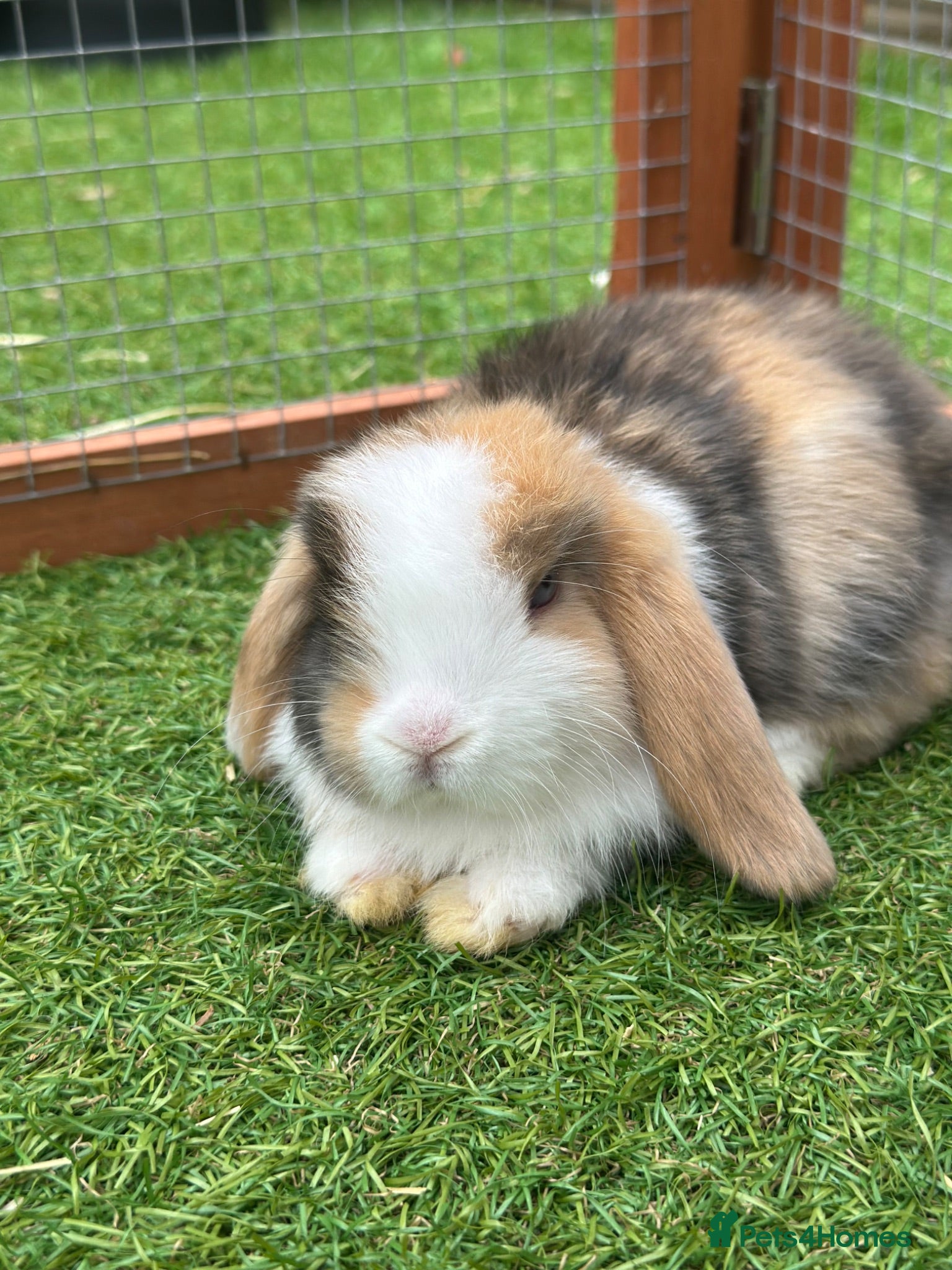 Mini Lop rabbits 🐰 Pure Bred Mini Lop Kits - RTL this weekend! 🐰 - Advert 1