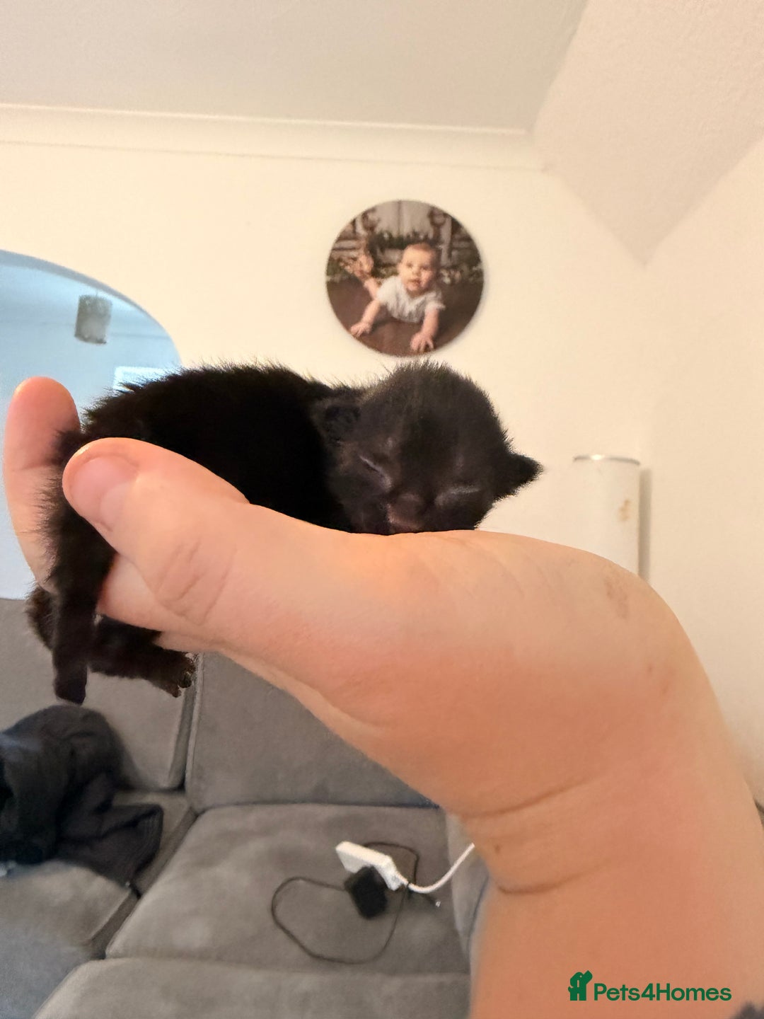 Domestic Shorthair cats for sale: 3 baby kittens ready for  **  eve - Image 2