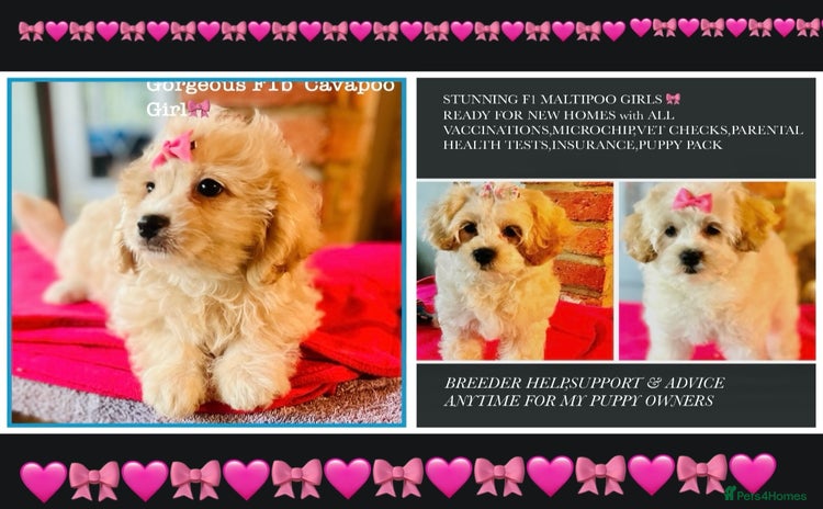 Maltipoo dogs - Advert 12