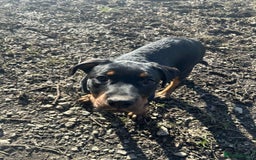 Rottweiler dogs for sale: Play full Rottweiler girl - Image 1