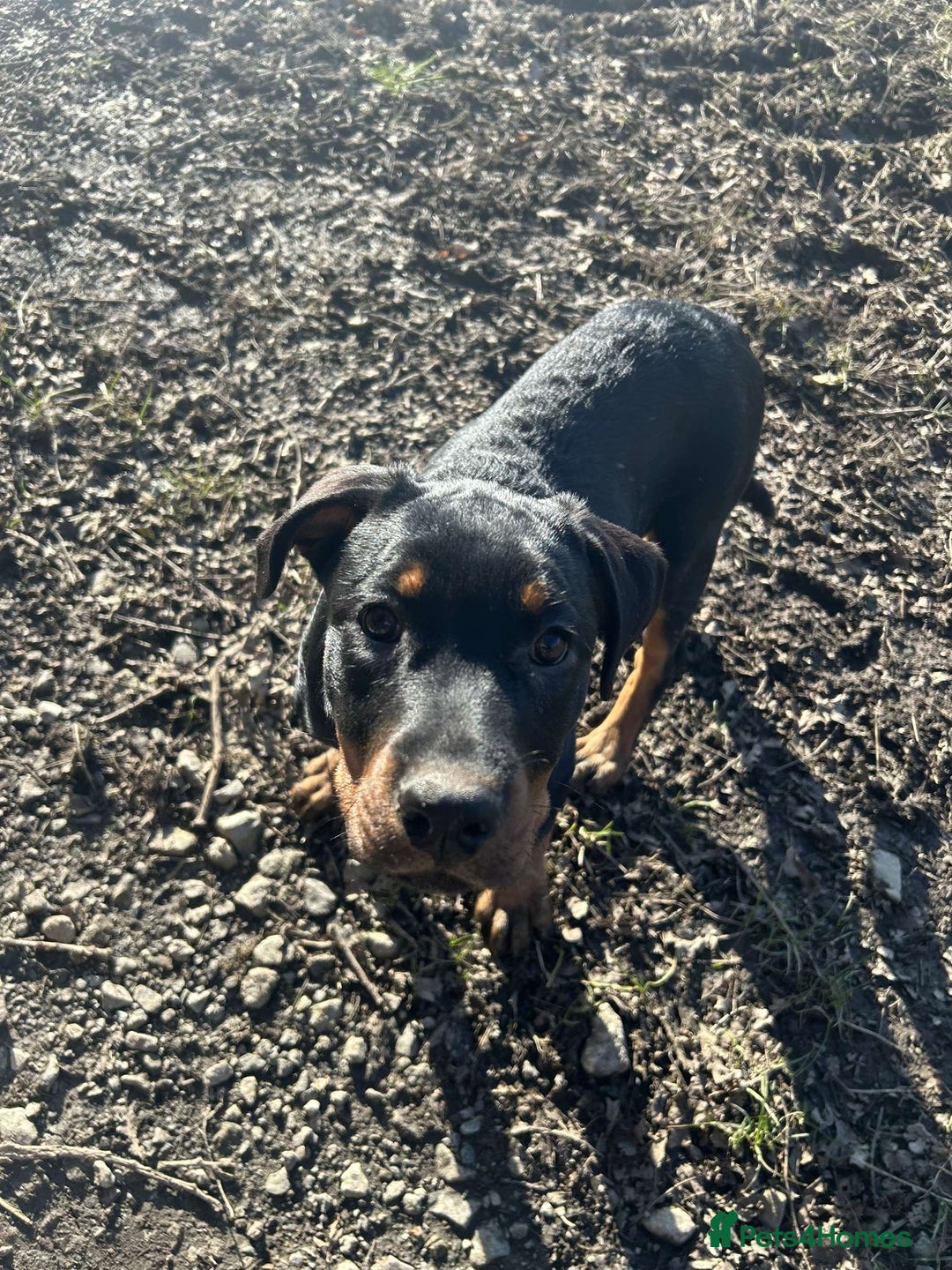 Rottweiler dogs for sale: Play full Rottweiler girl - Image 1