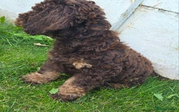 Cockapoo dogs for sale: Phantom & Merle Cockapoo puppies - Image 4