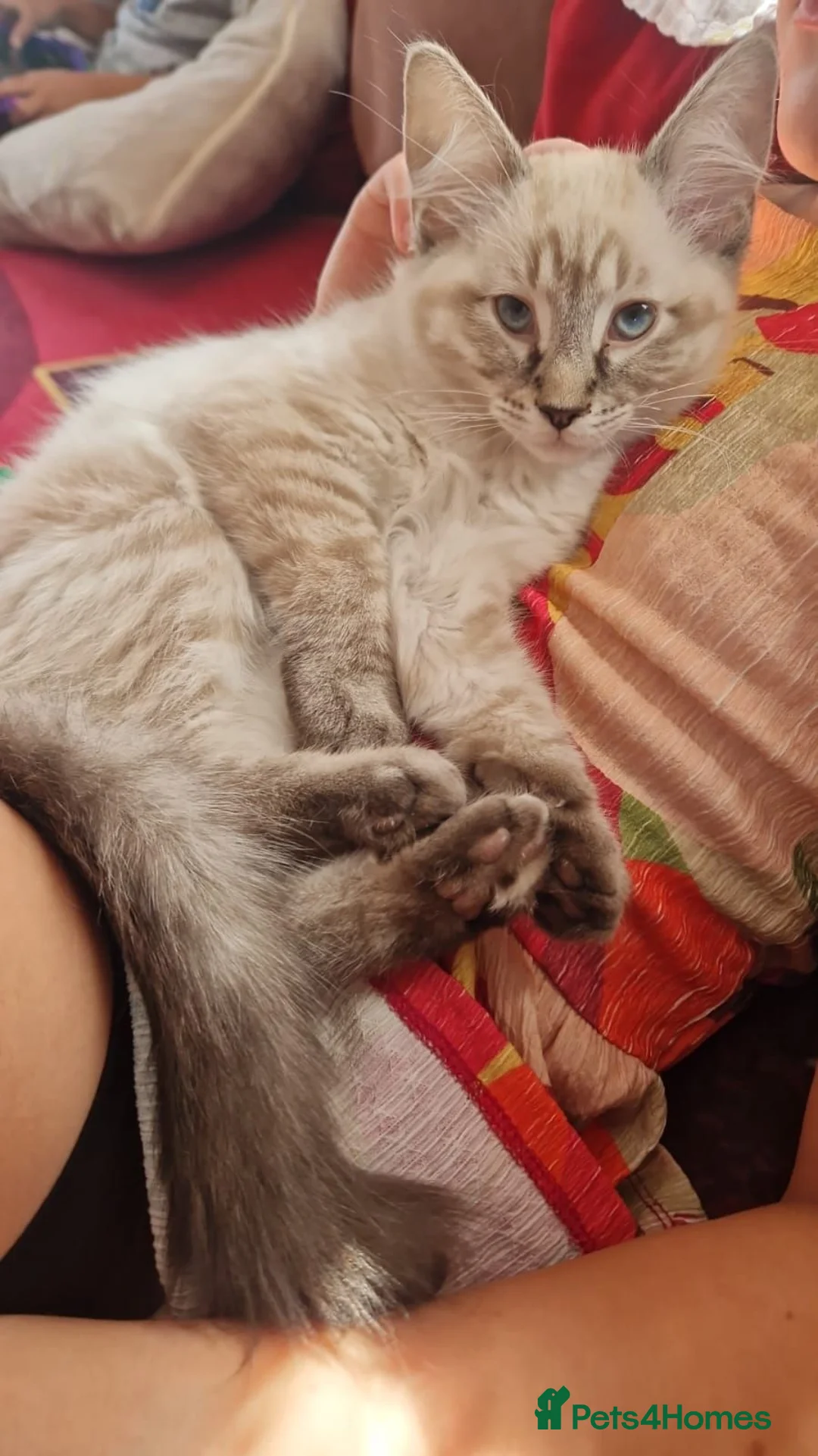 Mixed Breed cats for sale: Mixed ragdoll in Woking - Advert 1