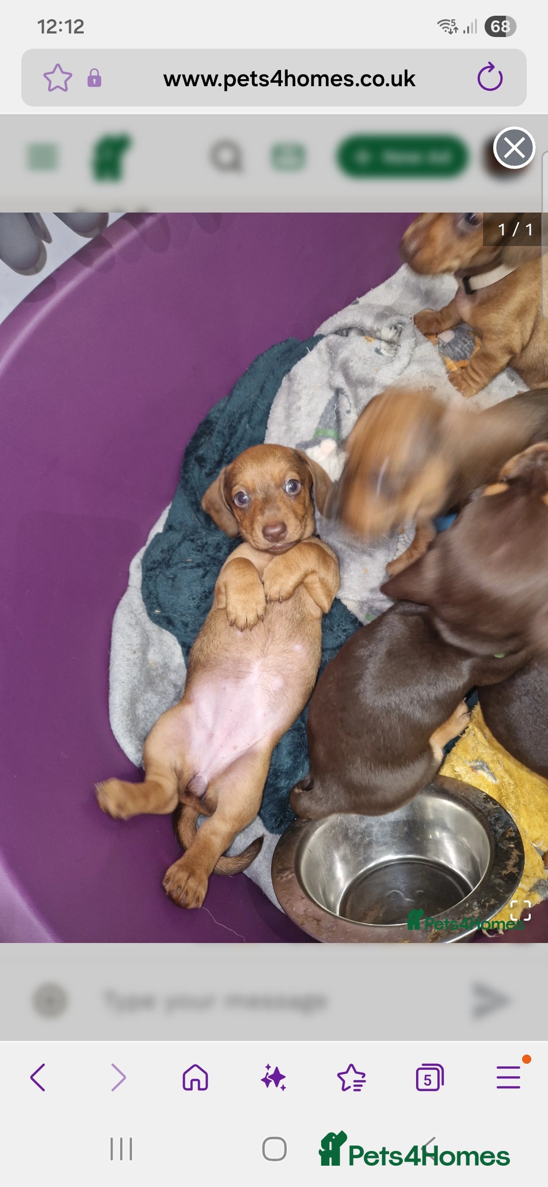 Dachshund dogs for sale: Littre of 7 Dachshund puppies ONLY 1 GIRLS LEFT !! - Advert 6
