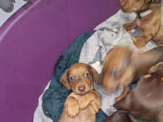 Dachshund dogs Littre of 7 Dachshund puppies ONLY 3 GIRLS LEFT !! - Advert 20