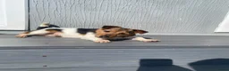 Jack Russell dogs for stud: Proven Miniature Tri Colour Jack Russell for stud - Advert 3