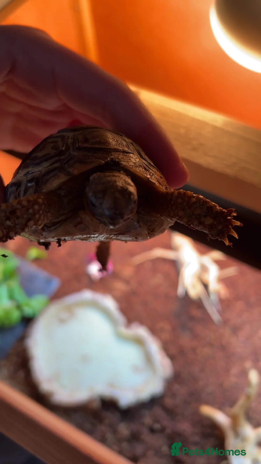 Tortoise reptiles for sale: Leapord tortoise  - Advert 3