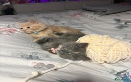 Norwegian Forest Cat cats for sale: Norwegian Forest Cat X Scottish Straight Kittens - Image 4