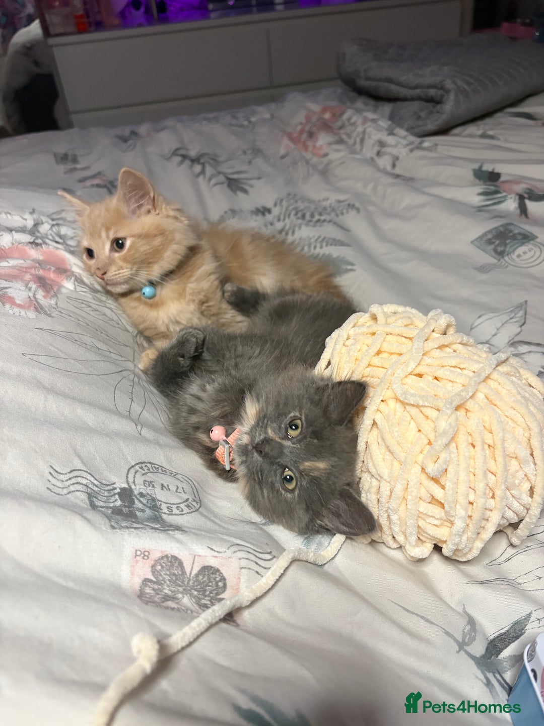 Norwegian Forest Cat cats for sale: Norwegian Forest Cat X Scottish Straight Kittens - Image 4