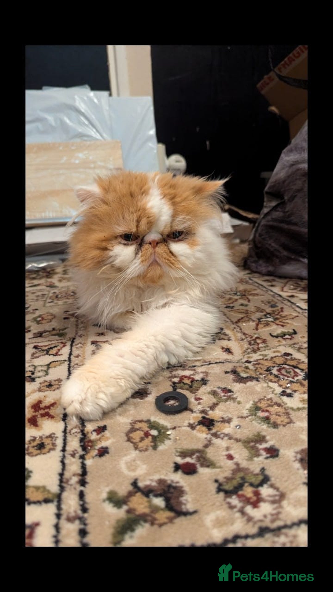 Persian cats for sale: Persian kittens  - Image 7