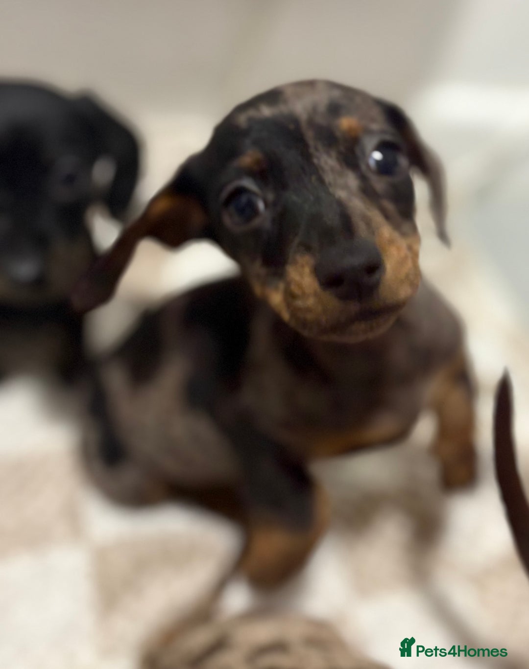 Miniature Dachshund dogs for sale: 3 Miniature dachshunds ⭐️1 GIRL, 2 BOYS⭐️ - Advert 3