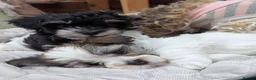 Havanese dogs for sale: Adorable Havanese Puppy Boy Available - Advert 4