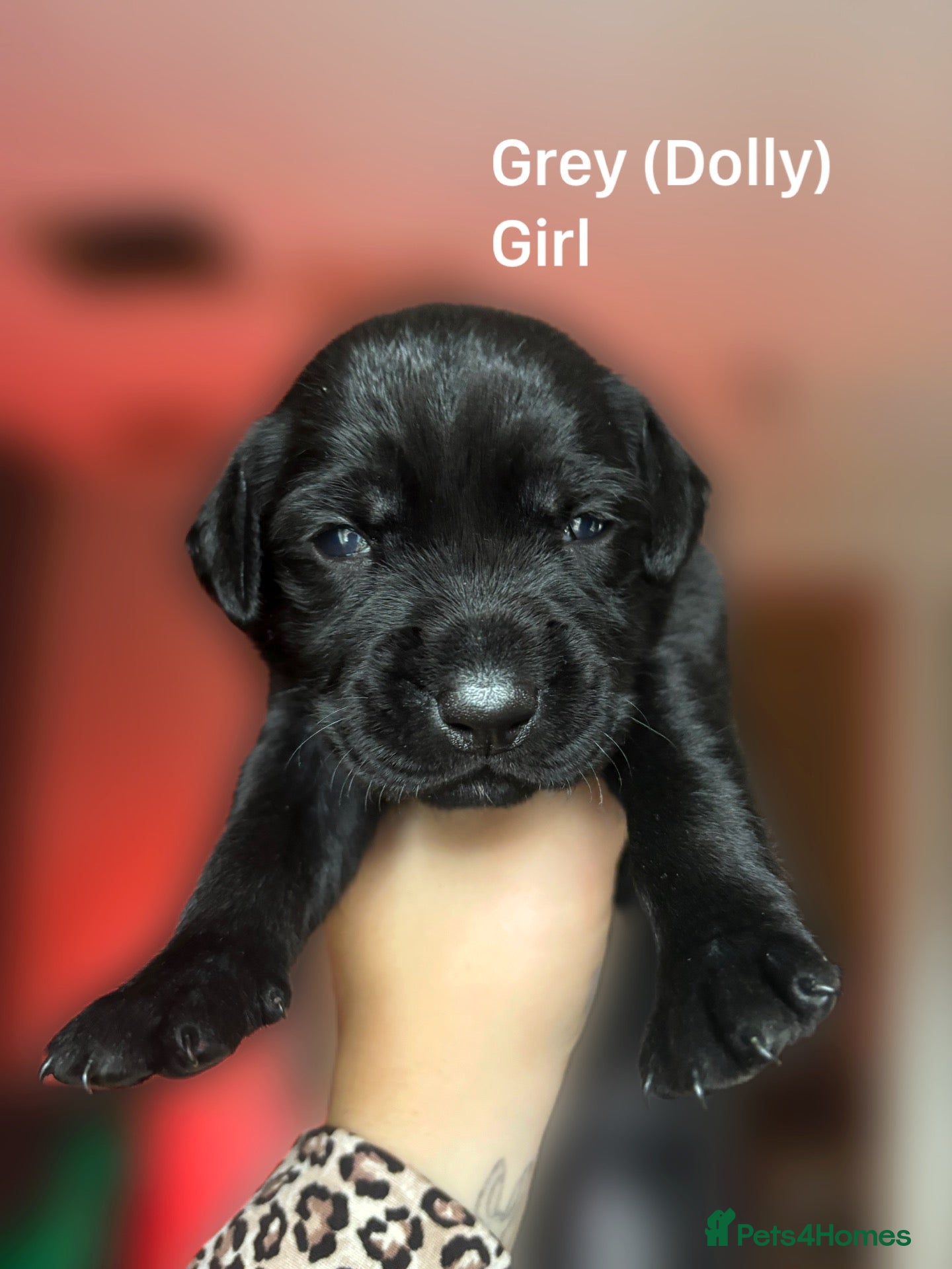 Mixed Breed dogs Staffador puppies  - Advert 13
