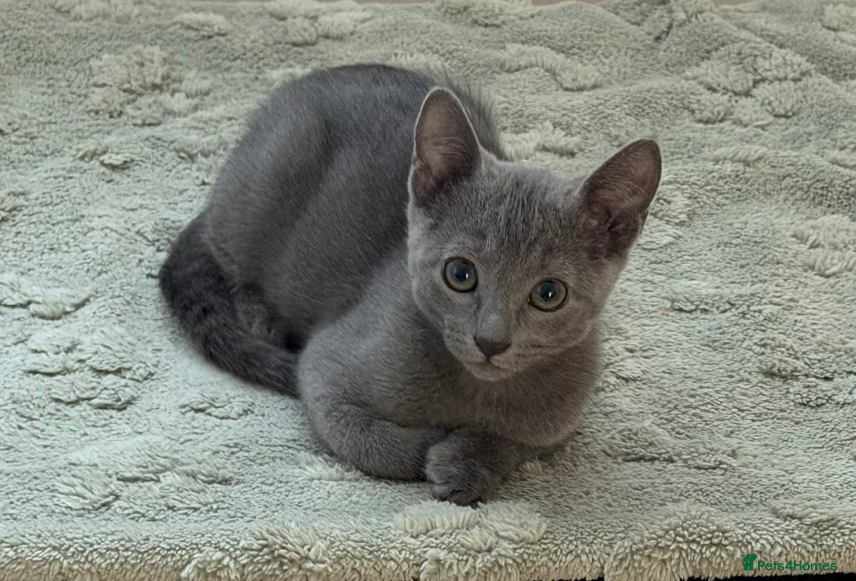 Russian Blue cats 🩵GCCF Registered Russian Blue kittens 🩵 - Advert 1