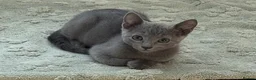 Russian Blue cats for sale: 🩵GCCF Registered Russian Blue kittens 🩵 - Advert 1
