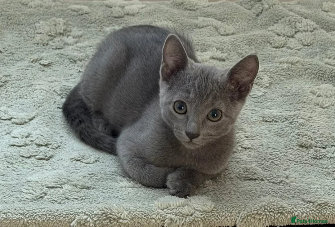 Russian Blue cats for sale: 🩵GCCF Registered Russian Blue kittens 🩵 - Advert 1