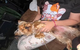 Yorkshire Terrier dogs for sale: Yorkshire terrier  - Image 5