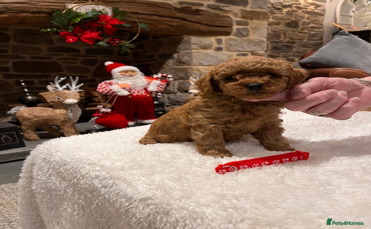 Toy Poodle dogs Stunning  Red Toy Poodle  puppies  - Advert 4
