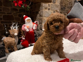 Toy Poodle dogs Stunning Red Toy Poodle puppies - Advert 5