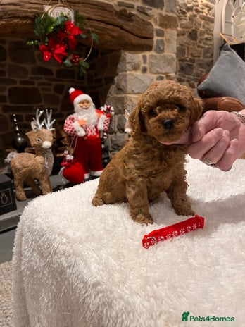 Toy Poodle dogs Stunning Red Toy Poodle puppies - Advert 2