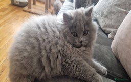 British Longhair cats for sale: british longhair boys - Image 4