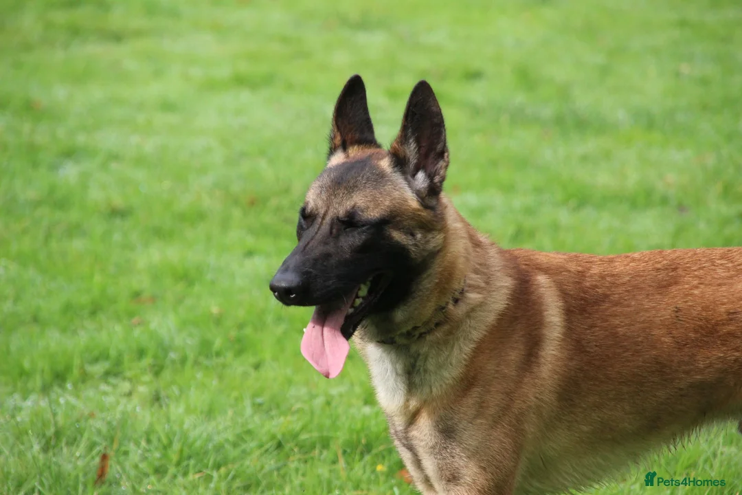 Belgian Shepherd Dog dogs for sale: Belgian Malinois Looking for a Loving Home - Advert 2
