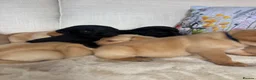 Labrador Retriever dogs for sale: DNA tested KC reg Labrador puppies - Advert 17