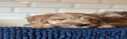 Mixed Breed dogs for sale: Norfolk x Sealyham puppies  - Advert 14