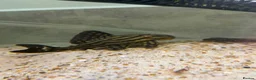 Plecos fish for sale: L027C Royal Thunder aka Golden line panaque  - Advert 11