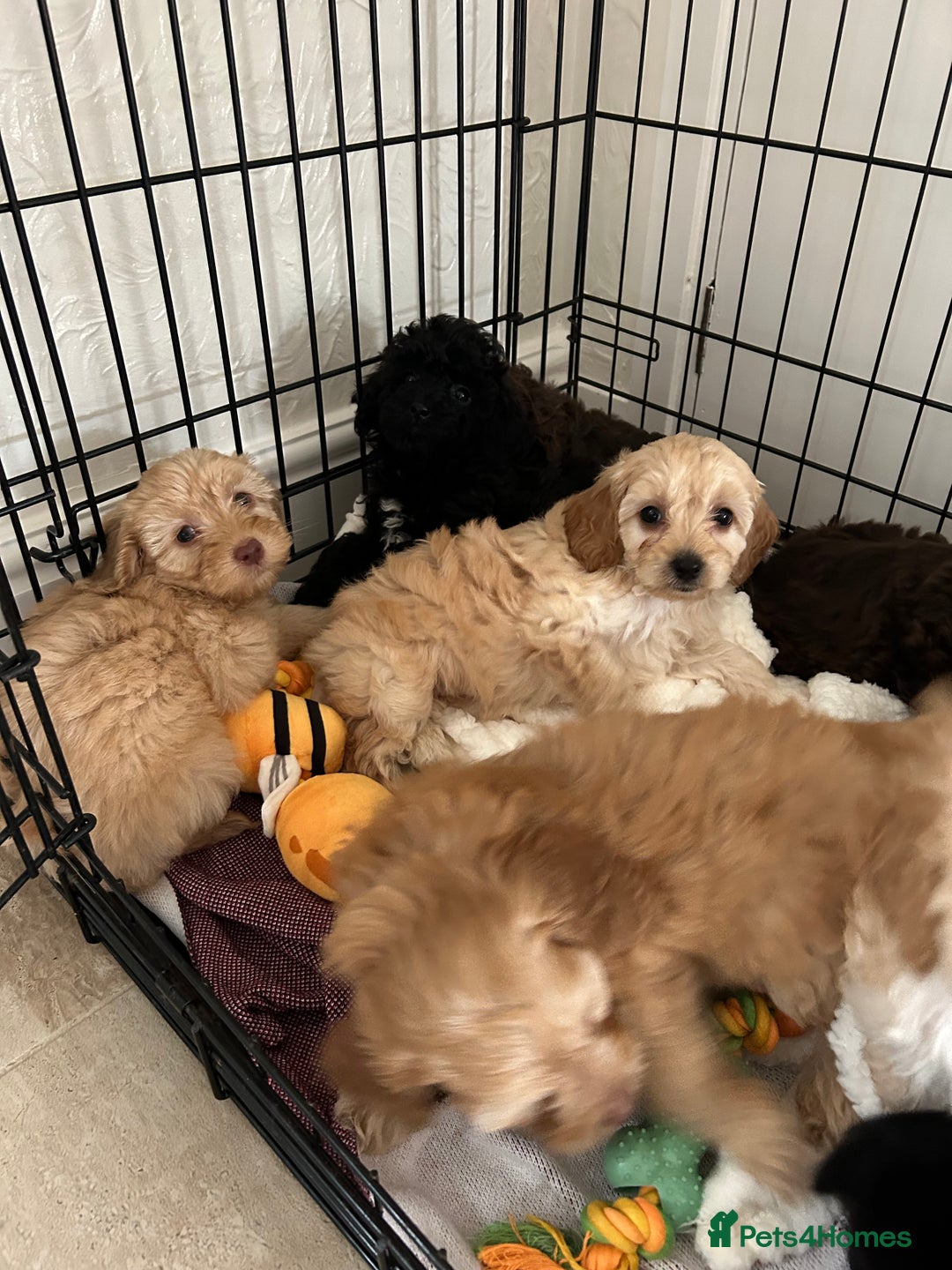 Cockapoo dogs for sale:  Cockapoo puppies  - Image 34