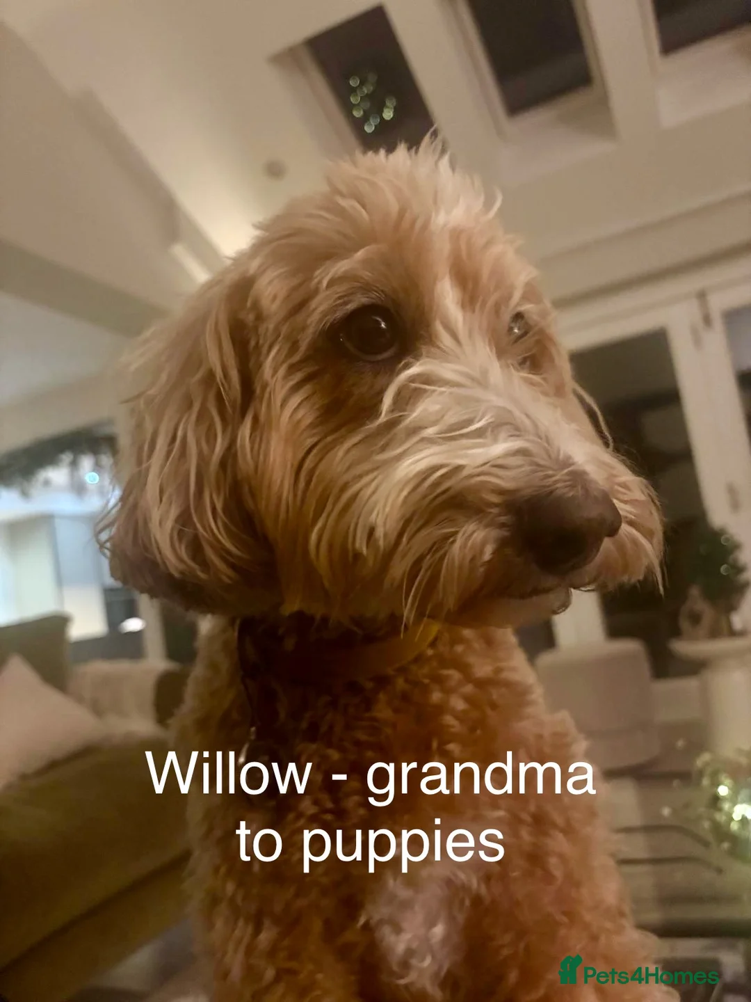 Mixed Breed dogs for sale: Beautiful Millie's Expecting DoubleDoodles - Advert 9