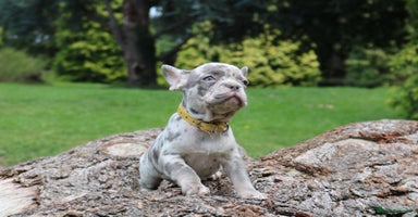 French Bulldog dogs - Advert 2