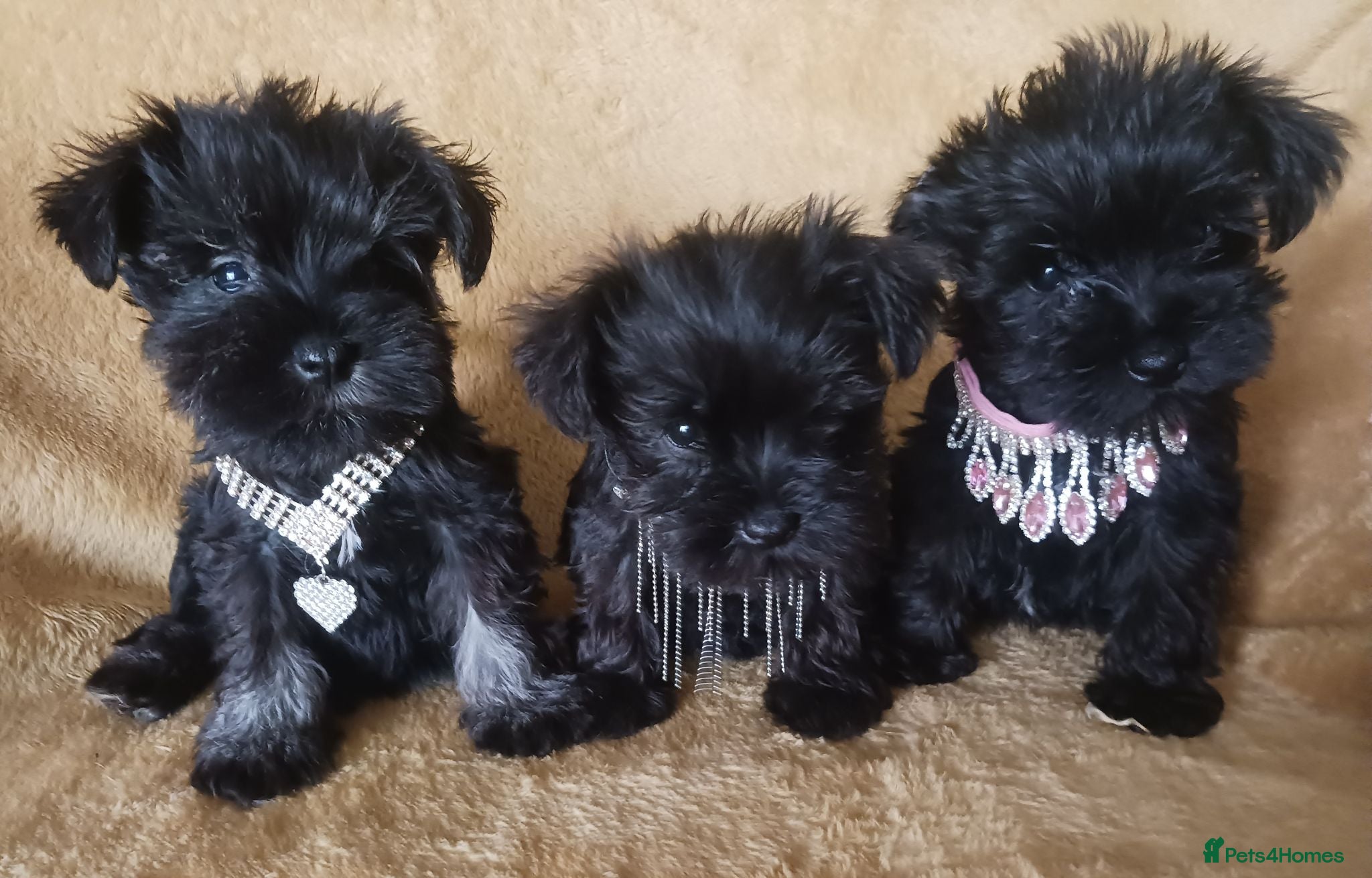 Miniature Schnauzer dogs TOY & SMALL MINI SCHNAUZERS - Advert 4