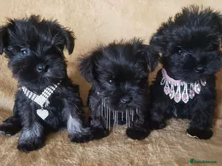Miniature Schnauzer dogs TOY & SMALL MINI SCHNAUZERS - Advert 4