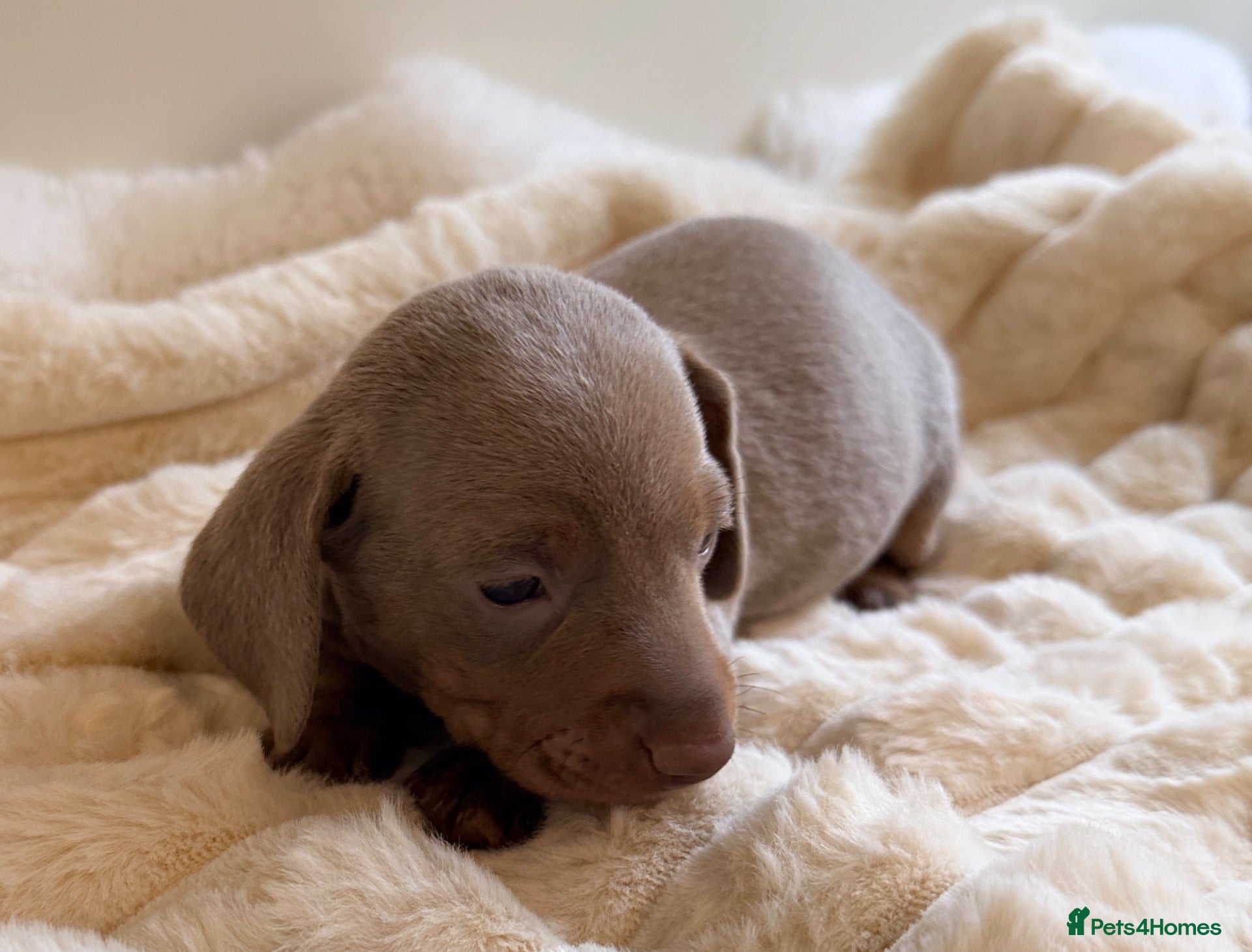 Miniature Dachshund dogs KC Isabella Dapple Smooth Miniature Dachshund - Advert 2