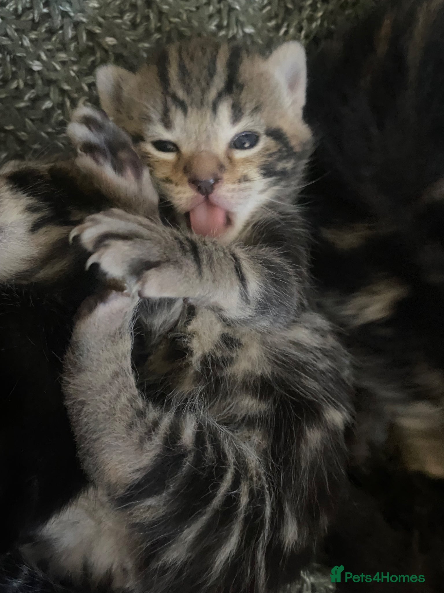 Mixed Breed cats Bengal cross American shorthairxBombay kittens 🐱  - Advert 1