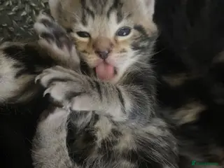 Mixed Breed cats Bengal cross American shorthairxBombay kittens 🐱 - Advert 2