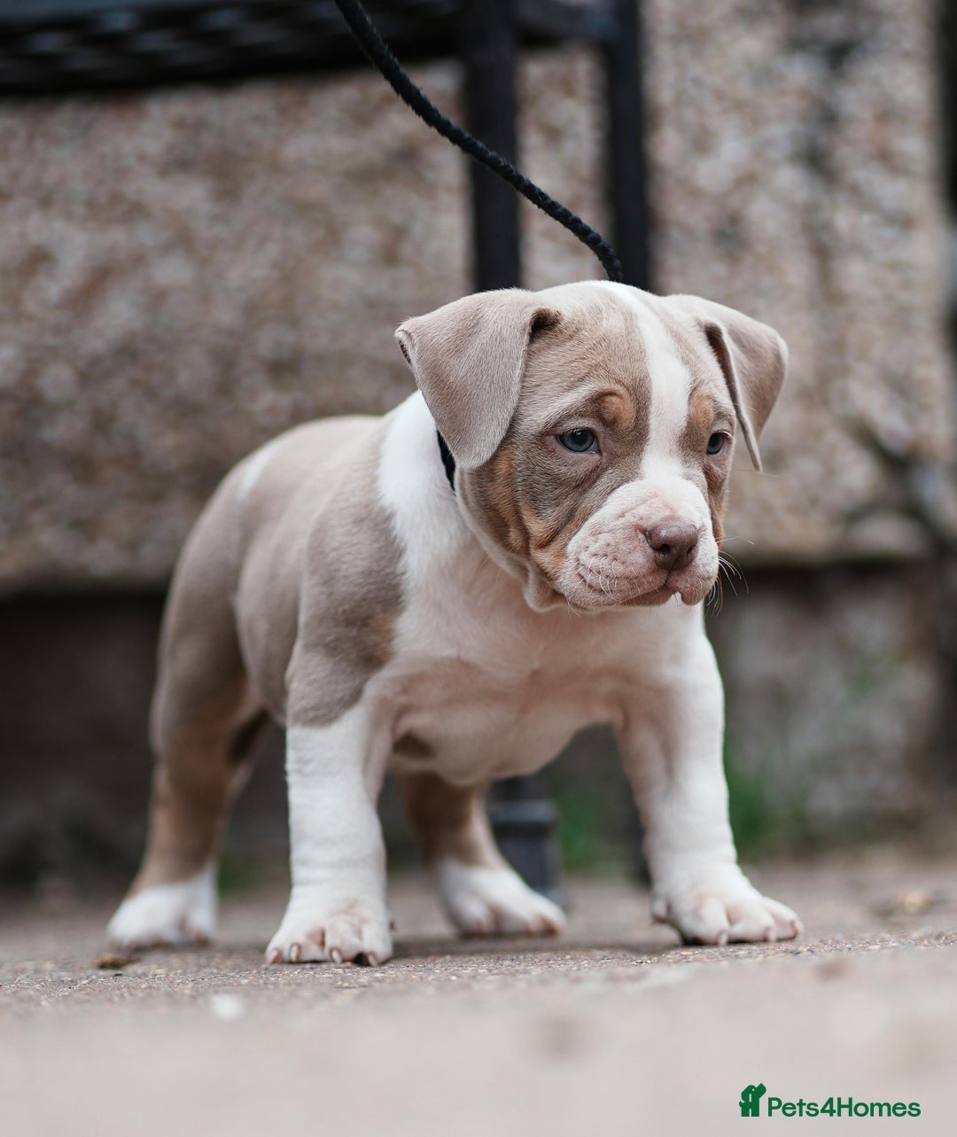 American Bully dogs for sale: Champion Bloodline American Pocket Bully Puppies - Image 26