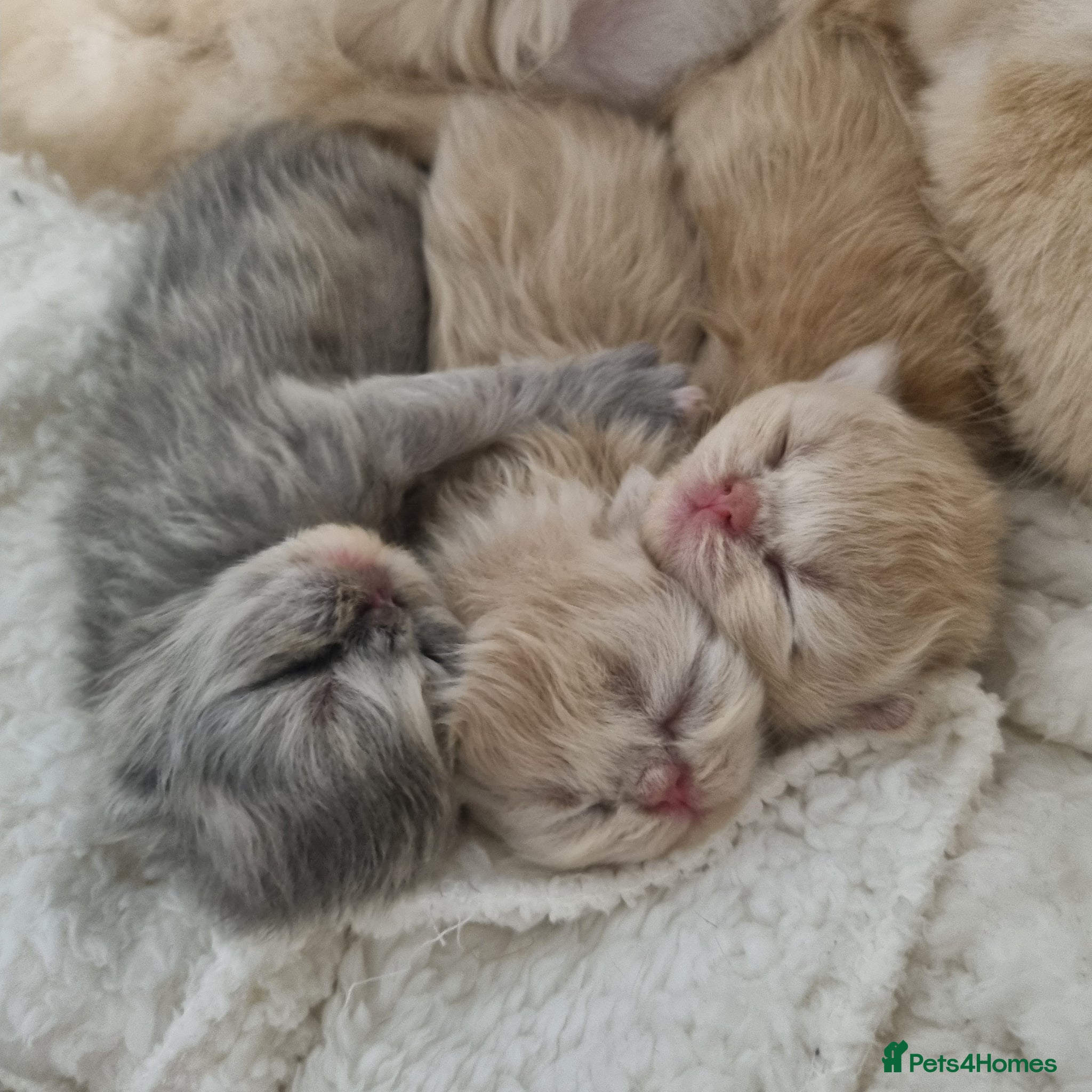 Persian cats Beautiful cream persian babies  - Advert 5