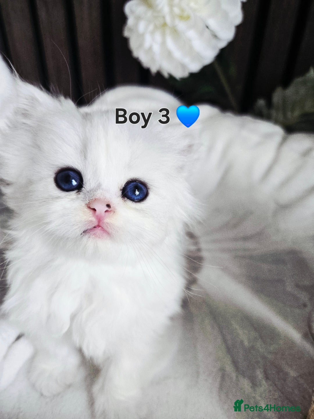 Persian cats for sale: 😻 Persian chinchilla kittens 😻 - Image 6