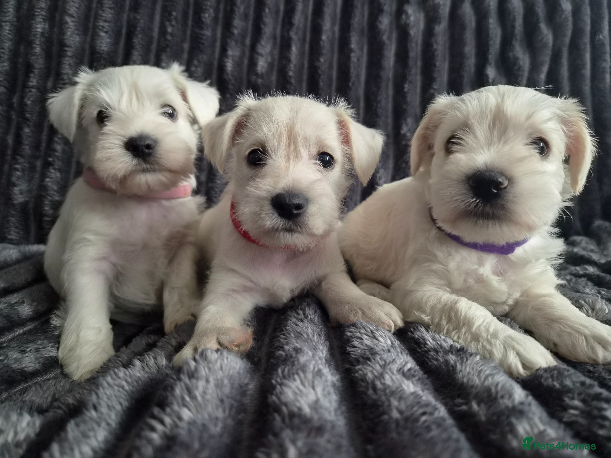 Miniature Schnauzer dogs 🐾 COCO'S BEAUTIFUL THIRD & FINAL LITTER 🐾 - Advert 6