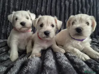 Miniature Schnauzer dogs 🐾 COCO'S BEAUTIFUL THIRD & FINAL LITTER 🐾 - Advert 6