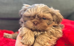 Shih Tzu dogs for sale: Shih Tzu KARASHISHI Line Two Boys Left Green Eyes - Advert 19