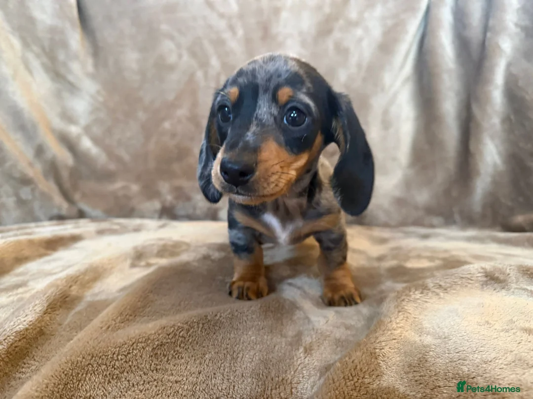 Miniature Dachshund dogs for sale: KC Reg TINY Miniatures from Kaninchen parents  - Advert 18